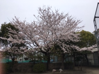 IMG_107桜.JPG