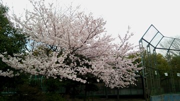 今日の校庭の桜の様子.jpg