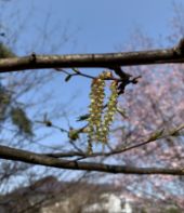 写真：イヌシデ 雄花（4月中旬）