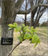 写真：新芽（4月下旬）