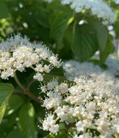 写真：花（5月末）