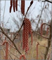 写真：雄花（3月中旬）	