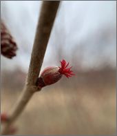 写真：雌花（3月中旬）