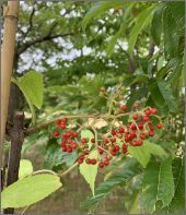 写真：実（6月中旬）