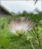 写真：花（7月上旬）