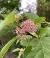 写真：花（6月下旬）