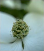 写真：花（拡大）