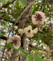 写真：花（5月はじめ）