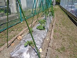 971-1.jpg