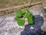 971-3.jpg