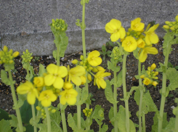 校花「菜の花」イメージ