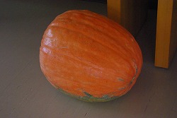 IMGP6520.jpg