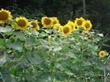 DSC00218.jpg