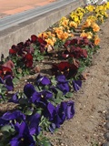 DSC00514.jpg
