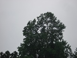 DSC00650.JPG