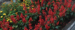 DSC06670.jpg