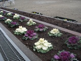 DSC00080.jpg