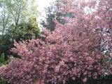 DSC06238.jpg