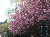 DSC00903.jpg