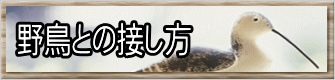 野鳥との接し方