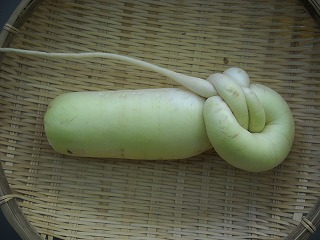 DSCN6650.jpg