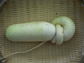 DSCN6653.jpg