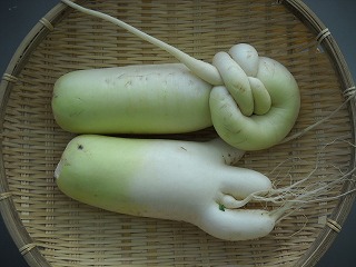 DSCN6652.jpg