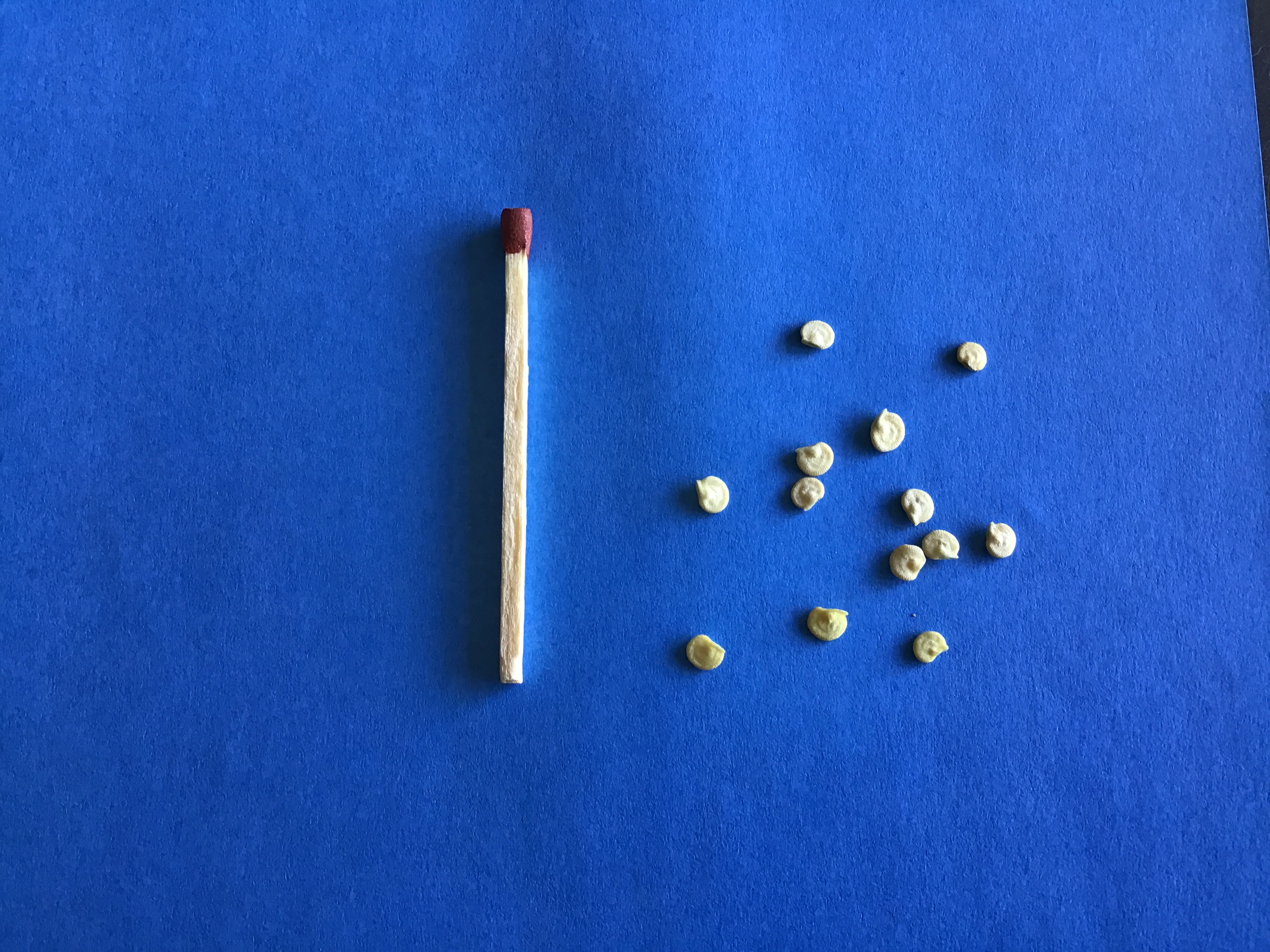 2A310EEB-61FE-4DF6-BA25-86B76DB2B42F.jpeg 2A310EEB-61FE-4DF6-BA25-86B76DB2B42F.jpeg