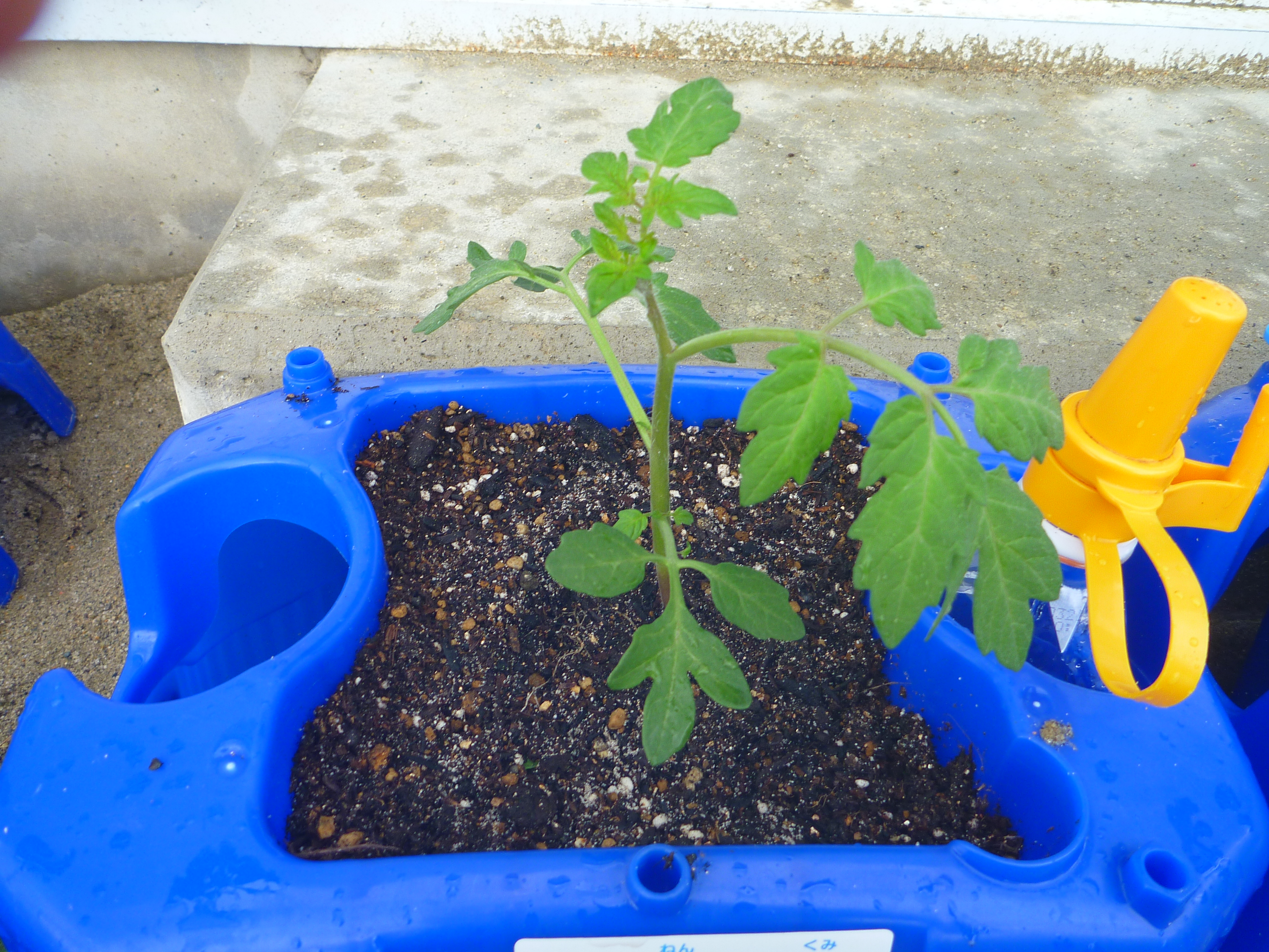 仙台市立大野田小学校blog ミニトマトをの苗を植えました