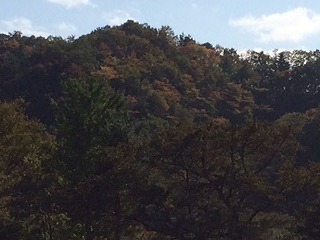 IMG_2317.jpg