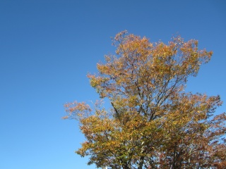 IMG_4264.jpg