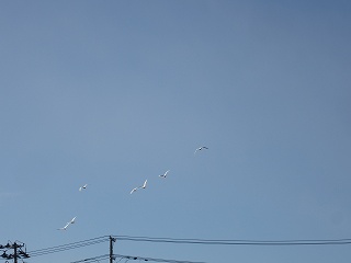 IMG_5272.jpg