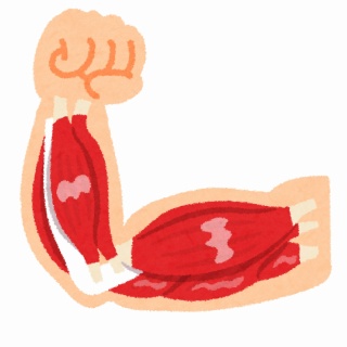kinniku_ude.jpg