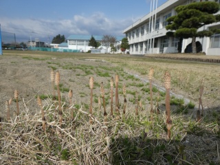 s-P1000086.jpg