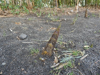 s-P1000142.jpg
