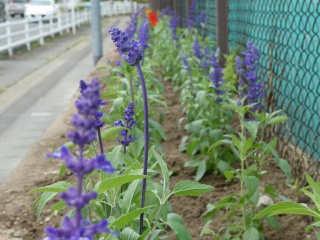 s-P1000682.jpg
