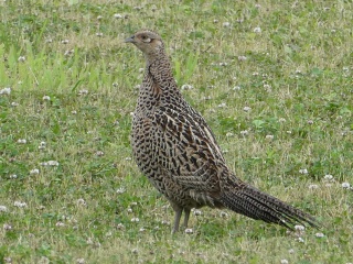 s-P1000685.jpg s-P1000685.jpg