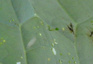 s-P1000691.jpg s-P1000691.jpg
