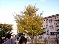 30icho.jpg