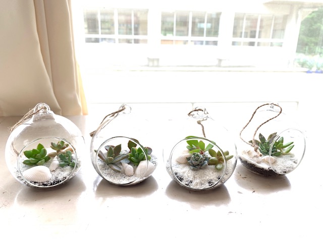 寺小社会学級6月多肉植物講座.jpg 寺小社会学級6月多肉植物講座.jpg